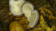 Hohenbuehelia