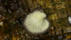 Hohenbuehelia