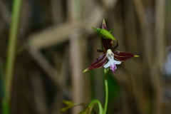 Calanthe arcuata