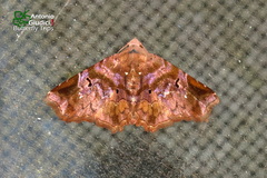 Aroana rubra