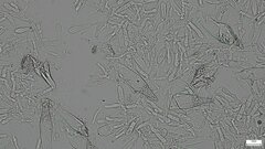 Hohenbuehelia