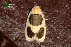 Garudinia biplagiata