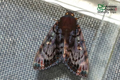 Arcte modesta