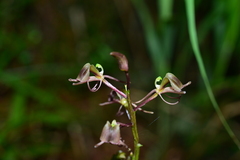 Liparis elongata