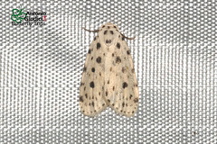 Aemene punctigera