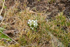 Gentianella antarctica