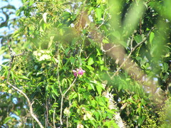 Canavalia bonariensis