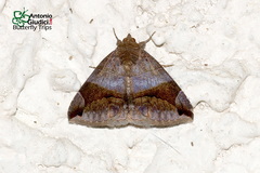 Bastilla amygdalis