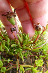 Lampranthus filicaulis