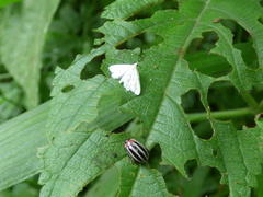 Disonycha glabrata