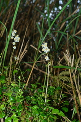 Pyrola morrisonensis