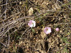 Convolvulus angustissimus