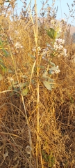 Calotropis