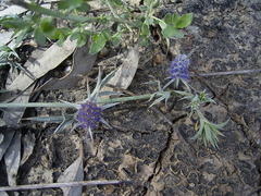Eryngium paludosum