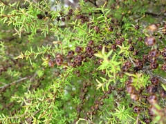 Leptospermum scoparium