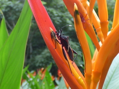 Leptoscelis tricolor