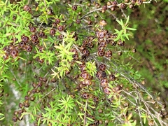 Leptospermum scoparium