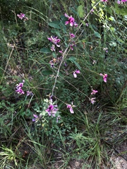Lespedeza thunbergii