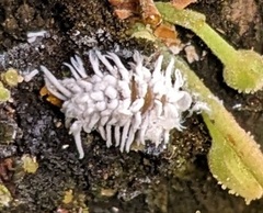 Cryptolaemus