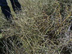 Chenopodium nitrariaceum