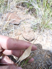 Cynanchum orangeanum