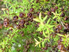 Leptospermum scoparium