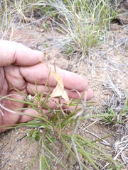 Cynanchum orangeanum