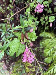 Ribes sanguineum