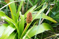 Bulbinella rossii