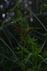 Dicliptera squarrosa