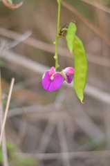 Canavalia bonariensis