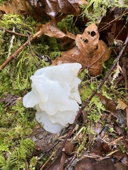 Pseudohydnum gelatinosum