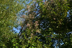 Tessaria integrifolia