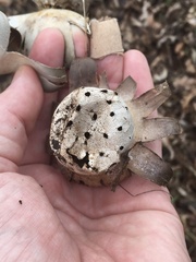 Myriostoma