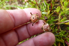 Lampranthus filicaulis