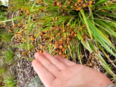 Libertia