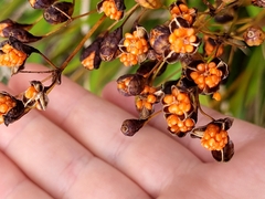 Libertia