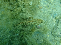 Epinephelus merra