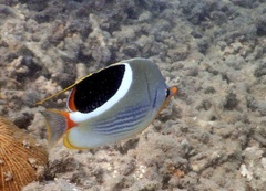 Chaetodon ephippium