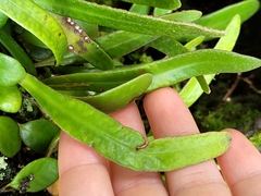 Pyrrosia eleagnifolia