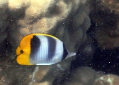Chaetodon ulietensis