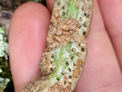 Pyrrosia eleagnifolia