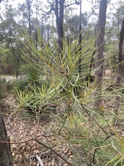 Banksia spinulosa