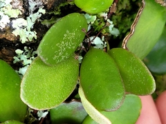 Pyrrosia eleagnifolia