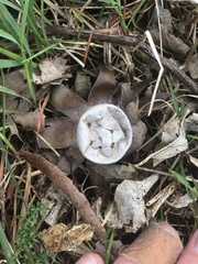 Myriostoma