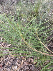 Banksia spinulosa