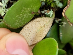 Pyrrosia eleagnifolia