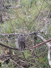 Banksia spinulosa