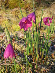 Olsynium douglasii