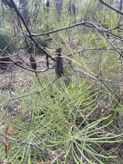 Banksia spinulosa